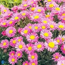 Астра альпийская Пинк