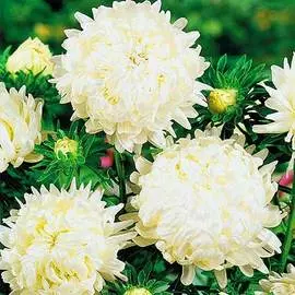 Астра Аполлония белая