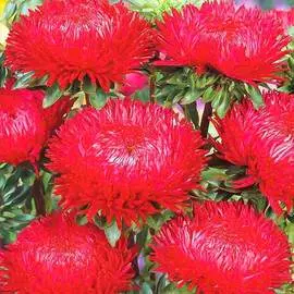 Астра Аполлония красная