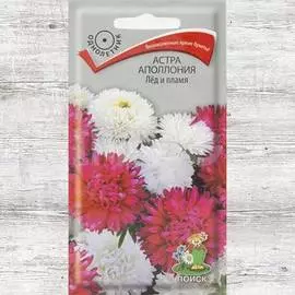 Астра Аполлония Лед и пламя, смесь окрасок