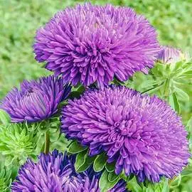 Астра Баллон фиолетовая