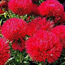 Астра Баллон красная