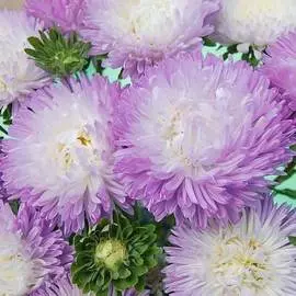 Астра Баллон серебристо-голубой