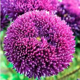 Астра Большая хризантема синяя