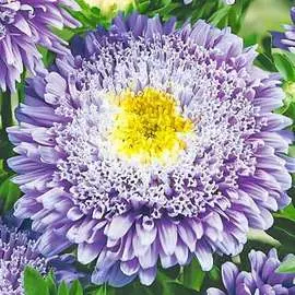 Астра Букет голубой