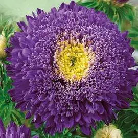 Астра Букет роскошный фиолетовый