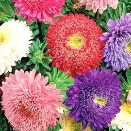 Астра Букет школьный, смесь окрасок