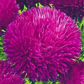 Астра Джувел Аметист