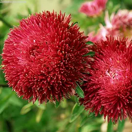 Астра Джувел Гранат