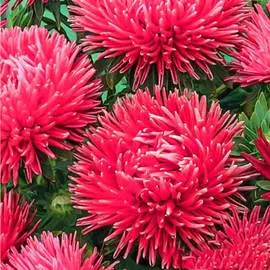 Астра Джувел Турмалин