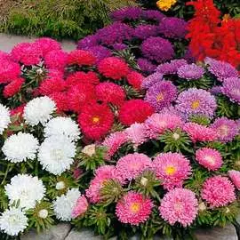 Астра Гном, смесь окрасок