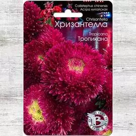 Астра Хризантелла Тропикана