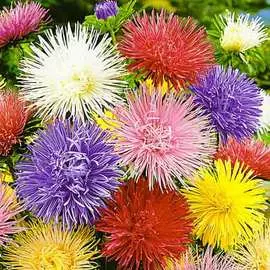 Астра Художественная, смесь окрасок