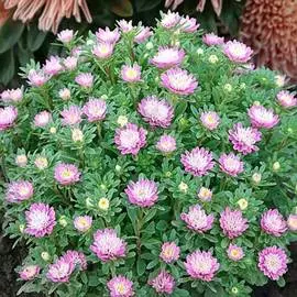 Астра китайская Бамбина Лайт Роз Дабл