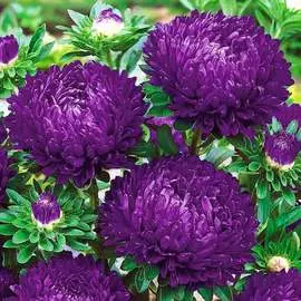 Астра китайская Дракон SELECT Дак Блю