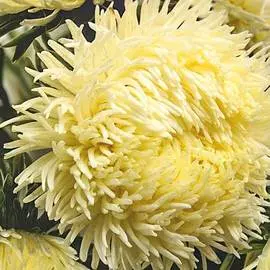 Астра китайская Дракон SELECT Ело