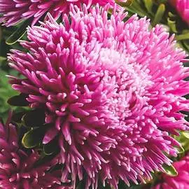 Астра китайская Дракон SELECT Лилак Роз