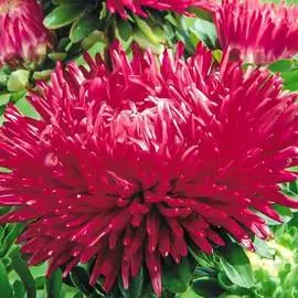 Астра китайская Дракон SELECT Руби Ред