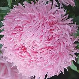 Астра китайская Дракон SELECT Сальмон Пинк