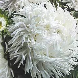 Астра китайская Дракон SELECT Вайт