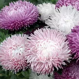 Астра китайская Хамелеон SELECT Пинк Фрост