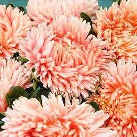 Астра китайская Хризантелла Фламинго на закате