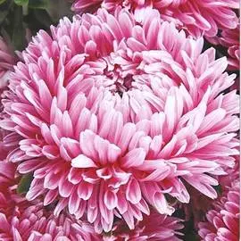 Астра китайская Леди Коралл бриллиантово-розовая