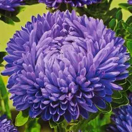 Астра китайская Леди Коралл темно-синяя