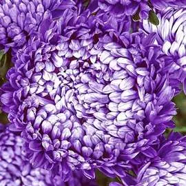 Астра китайская Старый замок SELECT Блю