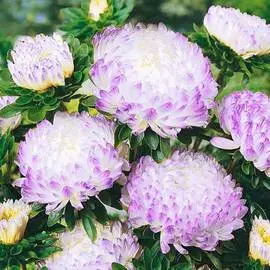 Астра китайская Старый замок SELECT Кварц