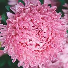 Астра китайская Старый замок SELECT Пинк