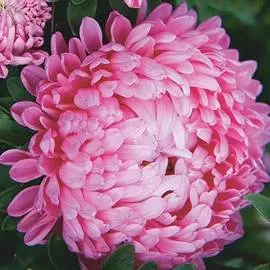 Астра китайская Старый замок SELECT Роз