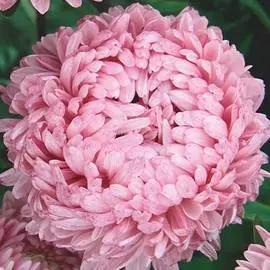 Астра китайская Старый замок SELECT Салмон