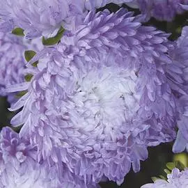 Астра китайская Старый замок SELECT Сильвер