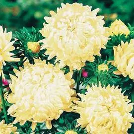 Астра китайская Старый замок SELECT Золотой