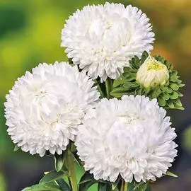 Астра Королевская белая