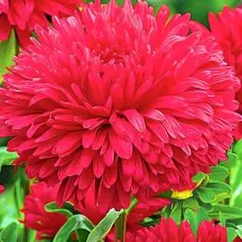 Астра Королевская красная