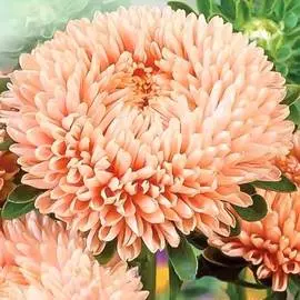 Астра Королевская лососевая