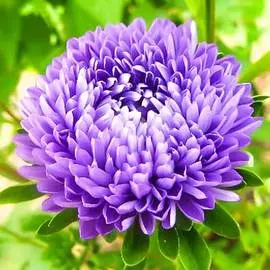 Астра Королевская синяя