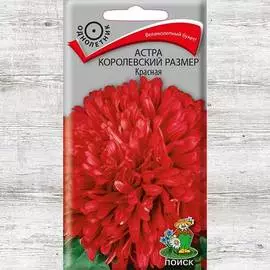 Астра Королевский размер красная