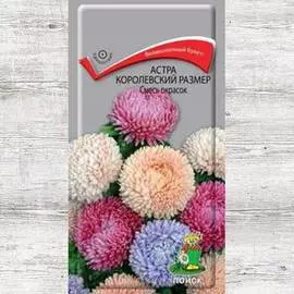 Астра Королевский размер, смесь окрасок