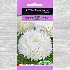 Астра Леди Корал белая