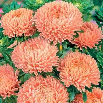 Астра Леди Корал лососевая