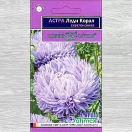 Астра Леди Корал светло-синяя