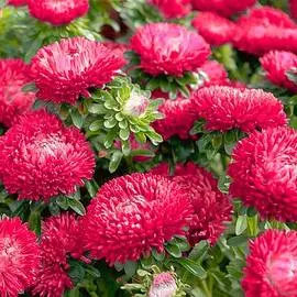 Астра Леди Корал тёмно-красная