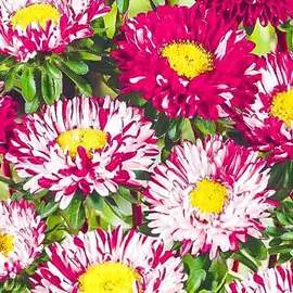 Астра Мацумото белая с розовым краем