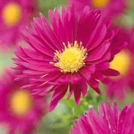 Астра новобельгийская Дарк Пинк