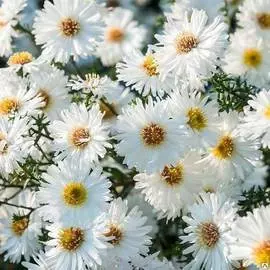 Астра новобельгийская Вайт