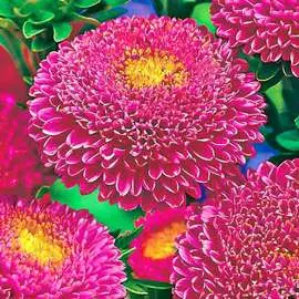 Астра Пампушка Вишневая