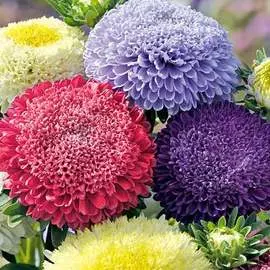 Астра Принцесса прекрасная, смесь окрасок